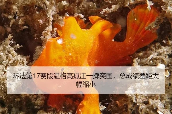 环法第17赛段温格高孤注一掷突围，总成绩差距大幅缩小