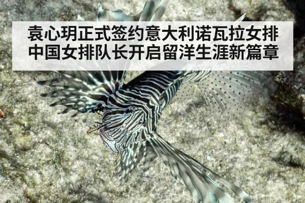 袁心玥正式签约意大利诺瓦拉女排 中国女排队长开启留洋生涯新篇章